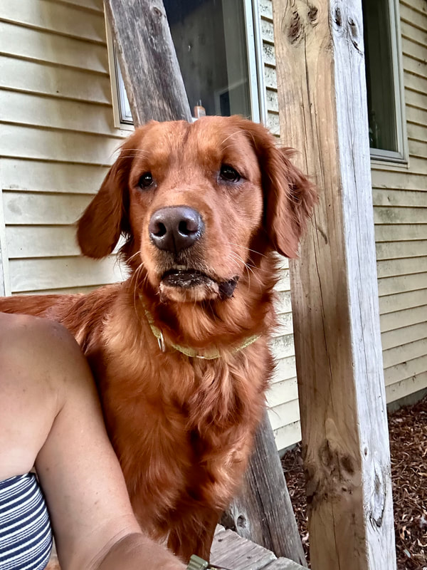 AKC 
Daisy