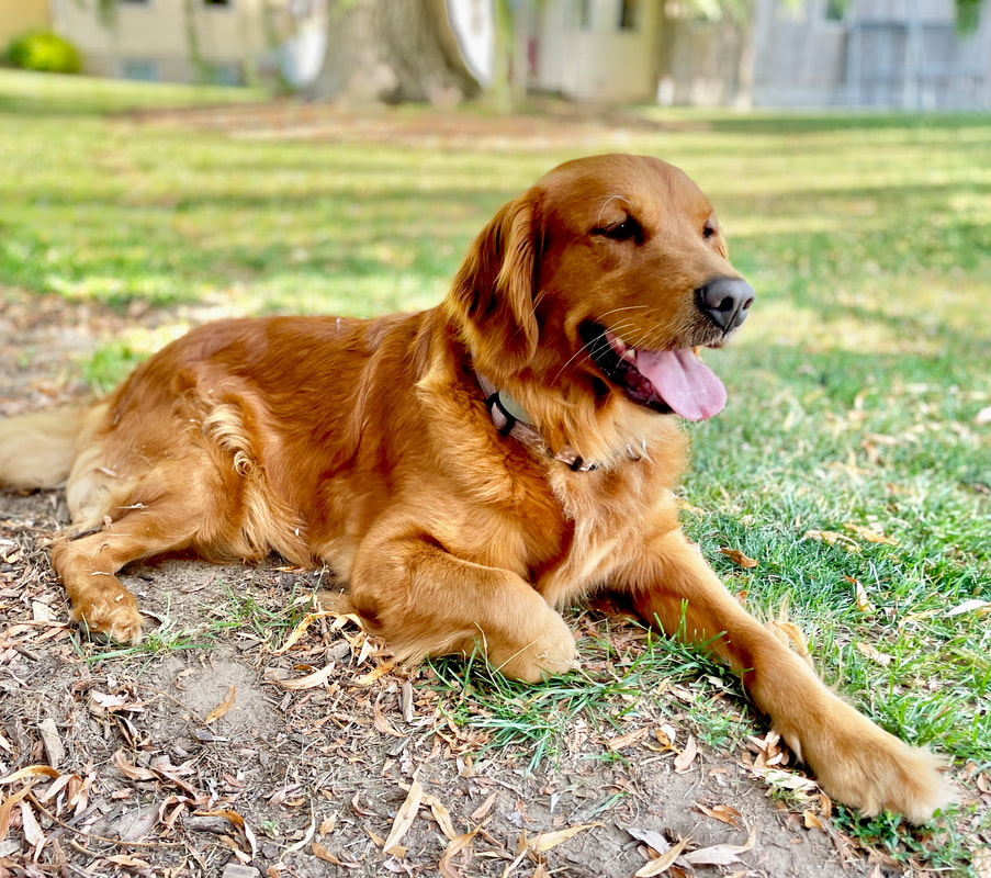 Deep Red Reterver AKC Dark Red Golden Retriever Puppies